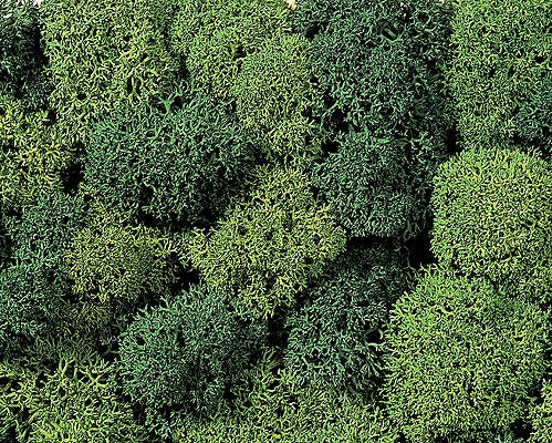Noch 8621 Lichen Double Pack Light & Dark Green